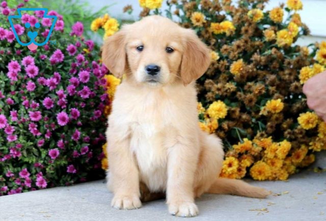 a golden retriever puppy for sale