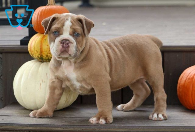 Donna English Bulldog2