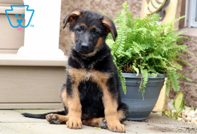 a german shepherd puppy for sale