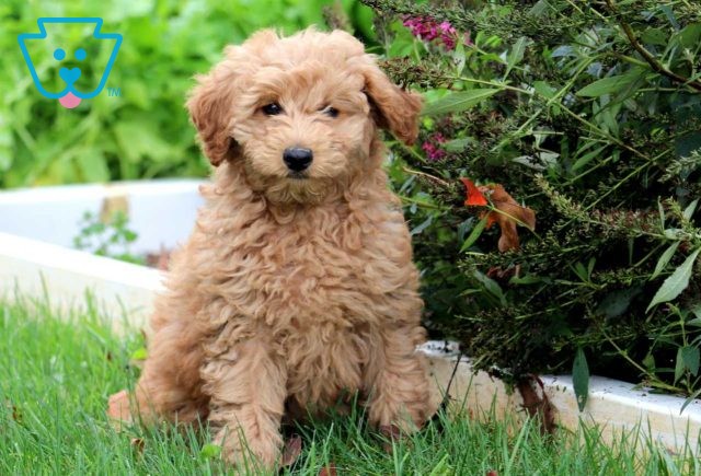 Gino Mini Goldendoodle