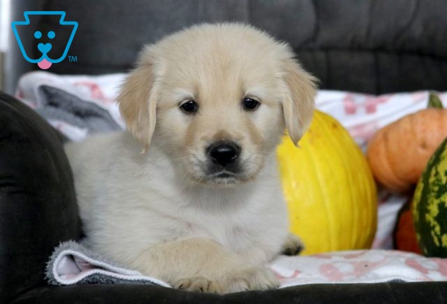 a golden retriever puppy for sale