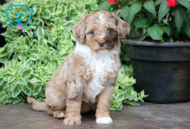 Hannah Mini Aussie