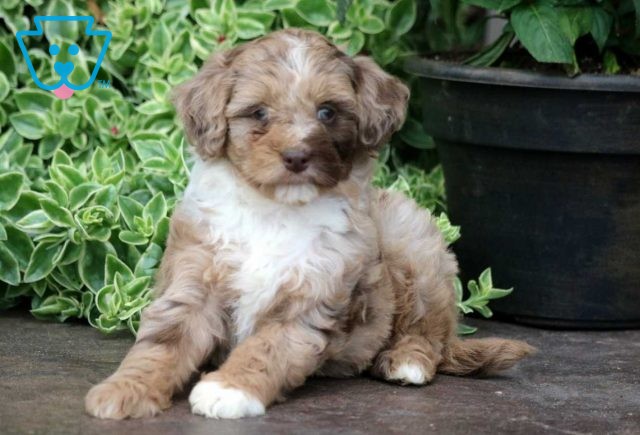 Hannah Mini Aussie2