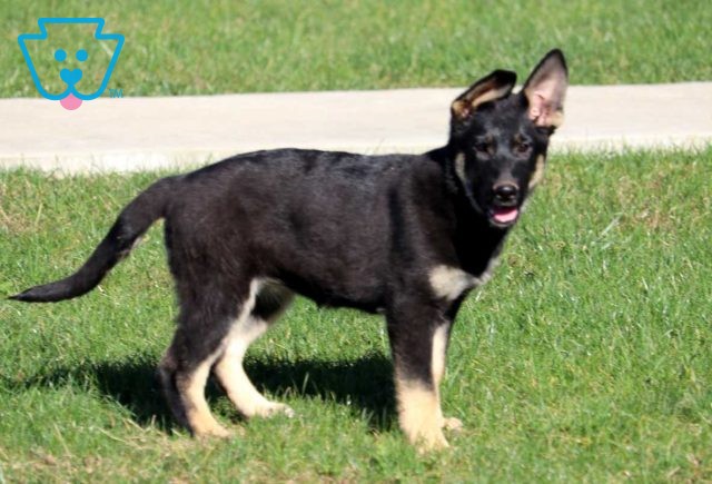 a german shepherd puppy for sale