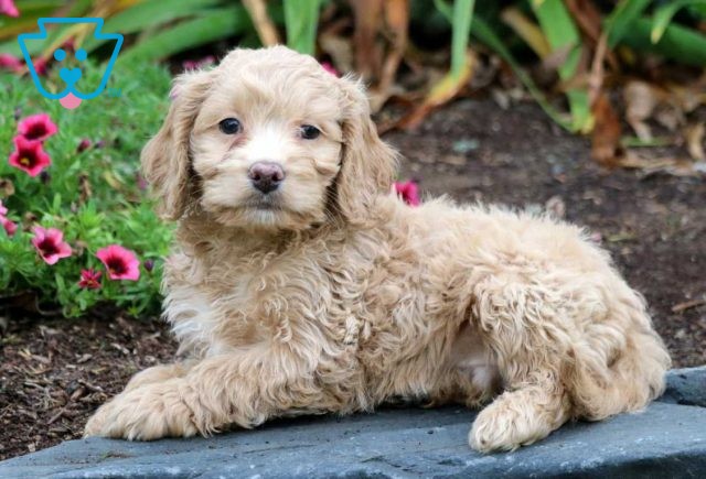 Huckelberry Cockapoo