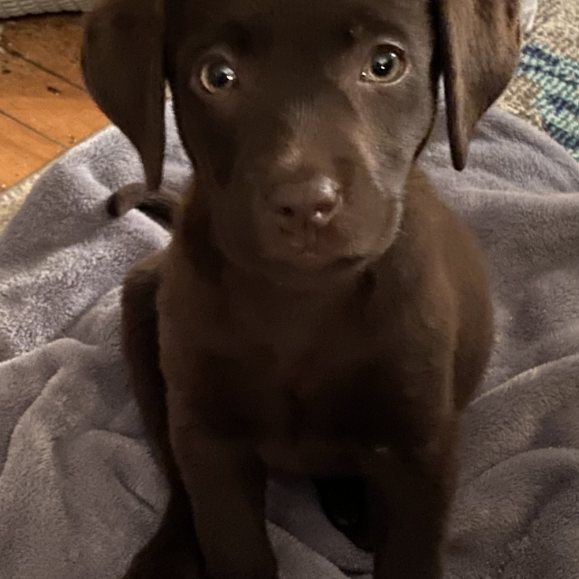 Meet our ADORABLE pup Bailey!