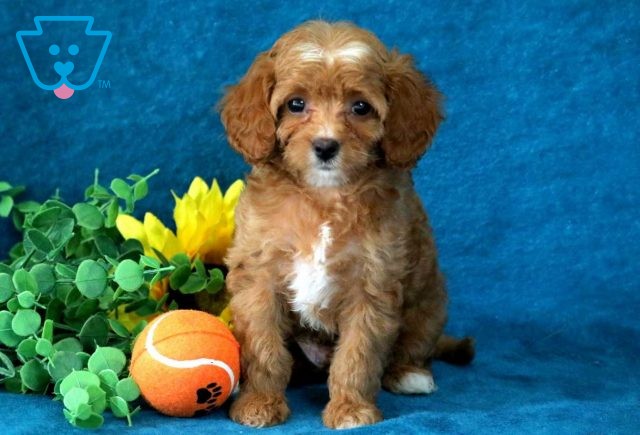 Jace Cavapoo