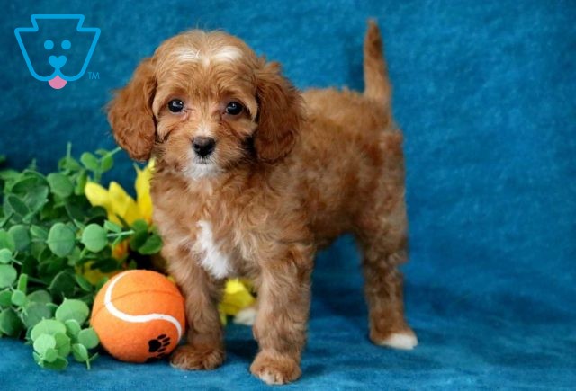 Jace Cavapoo2