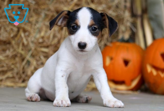 Jager Jack Russell 1-001