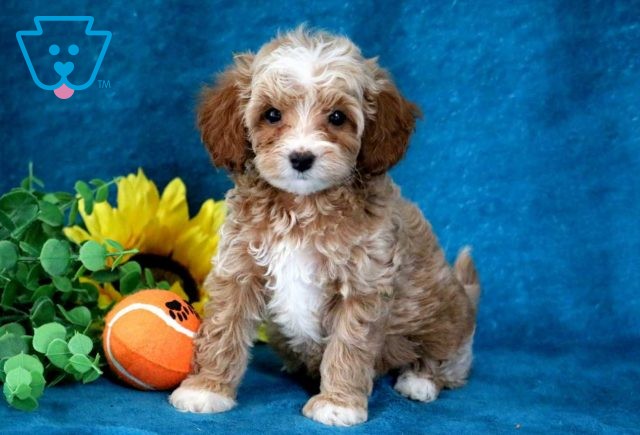 Jasmine Cavapoo