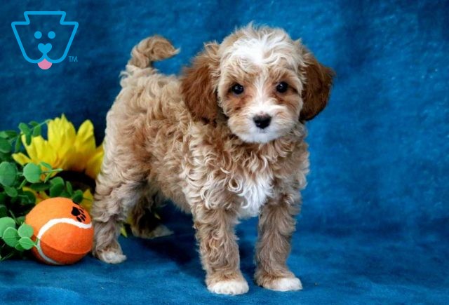 Jasmine Cavapoo2