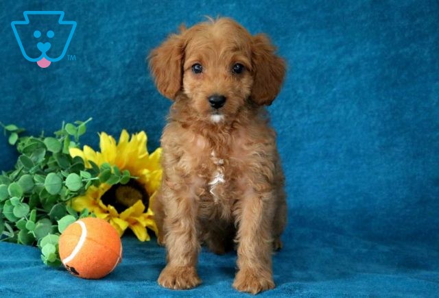 a cavapoo puppy for sale