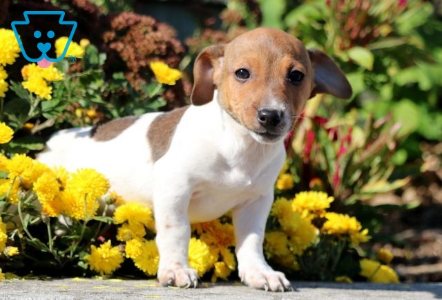 Jenny Jack Russell 1-001