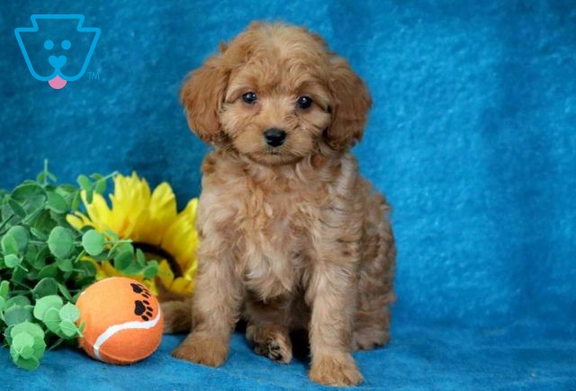 Jill Cavapoo