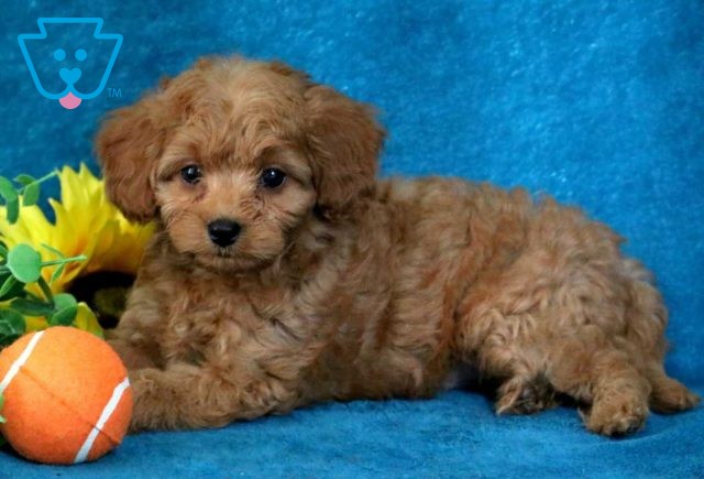 Jill Cavapoo2