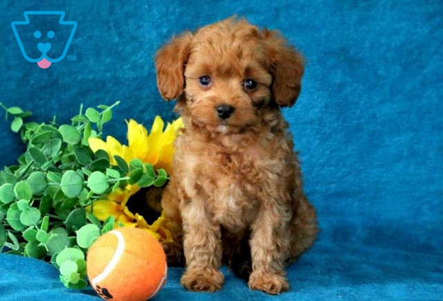 a cavapoo puppy for sale