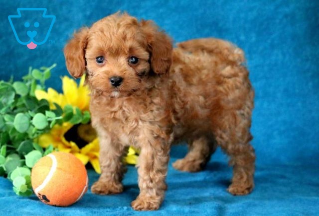 Jojo Cavapoo2