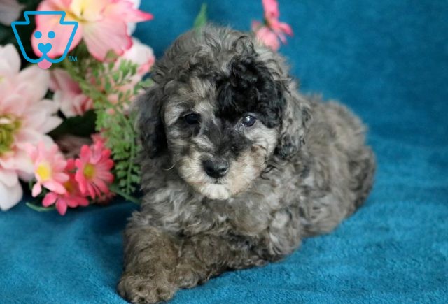 Kayla Mini Poodle 1-001