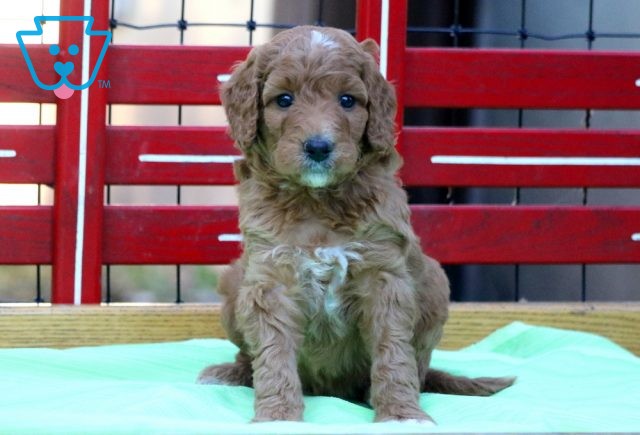 a mini goldendoodle puppy for sale