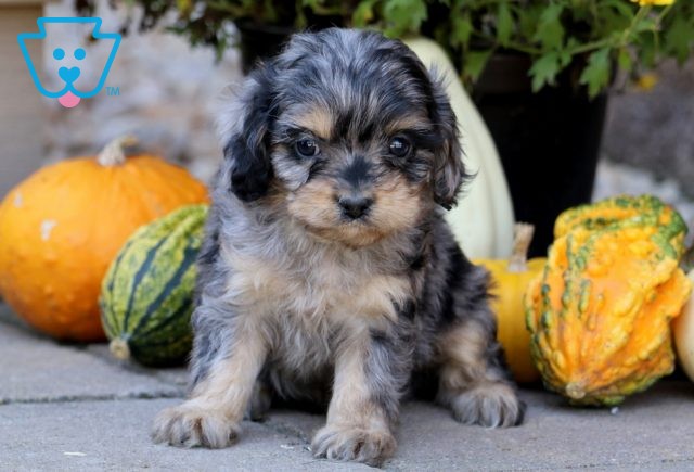 a cavapoo puppy for sale