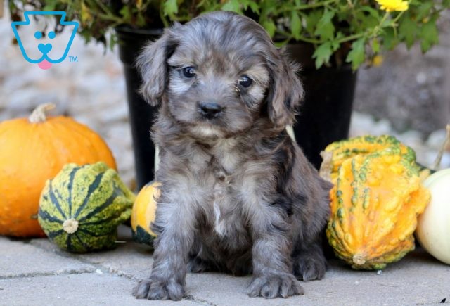 a cavapoo puppy for sale