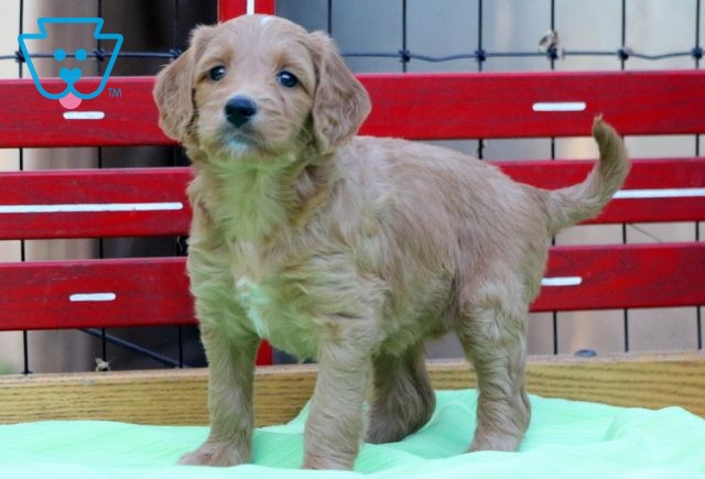 a mini goldendoodle puppy for sale