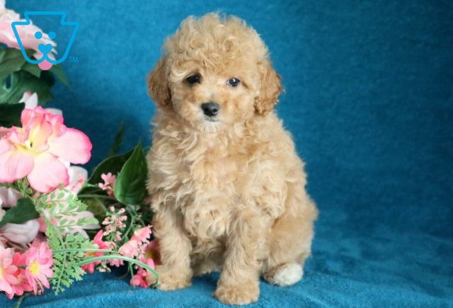 Kylie Mini Poodle 1-001