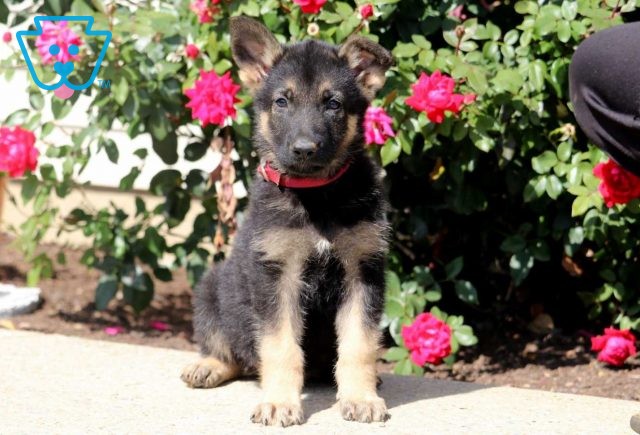 a german shepherd puppy for sale