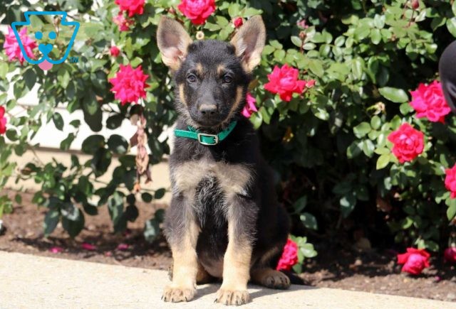 a german shepherd puppy for sale