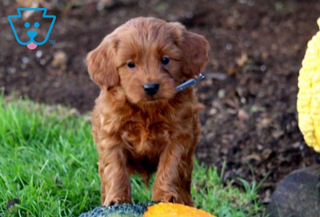 a cavapoo puppy for sale