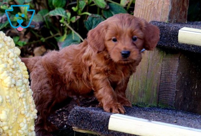 Lex Cavapoo2