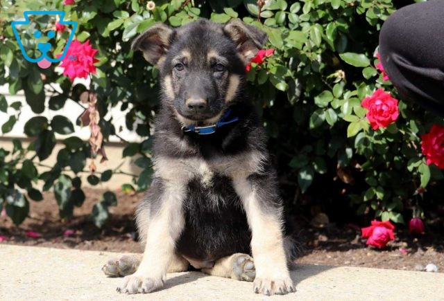 a german shepherd puppy for sale