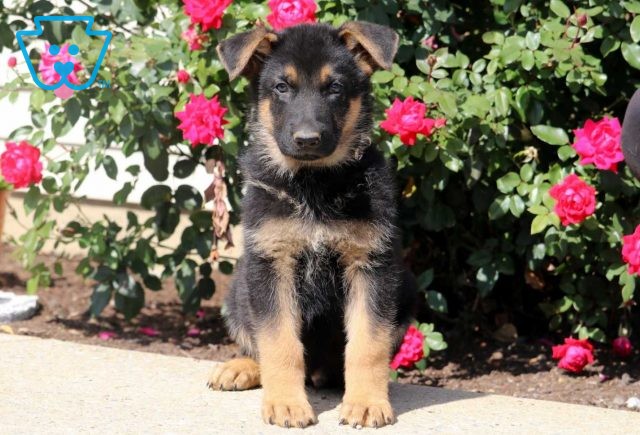 a german shepherd puppy for sale