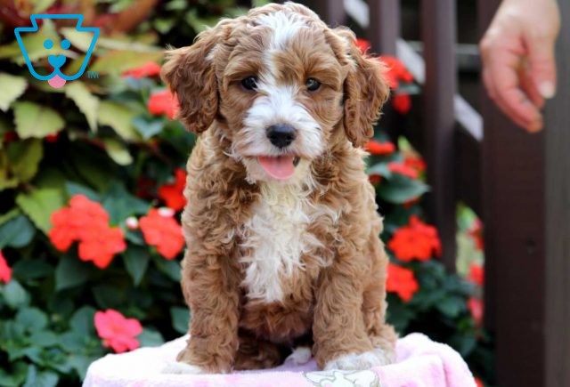 Lovey Cockapoo