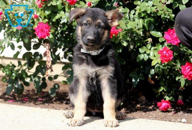 a german shepherd puppy for sale