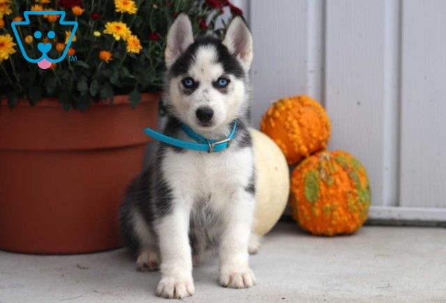 Maddox Husky