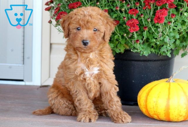 Maggie Mini Goldendoodle 1-001