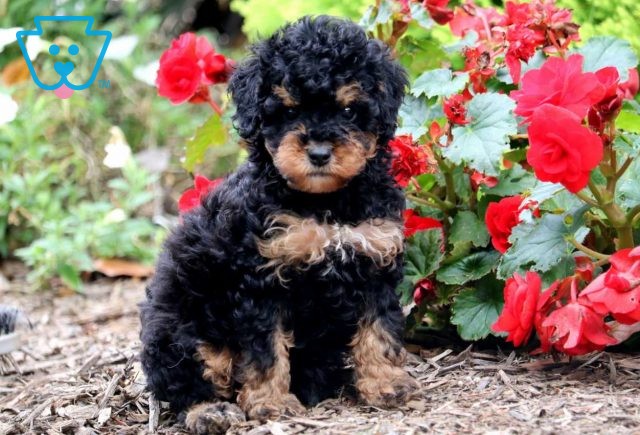 Mocha Mini Bernedoodle