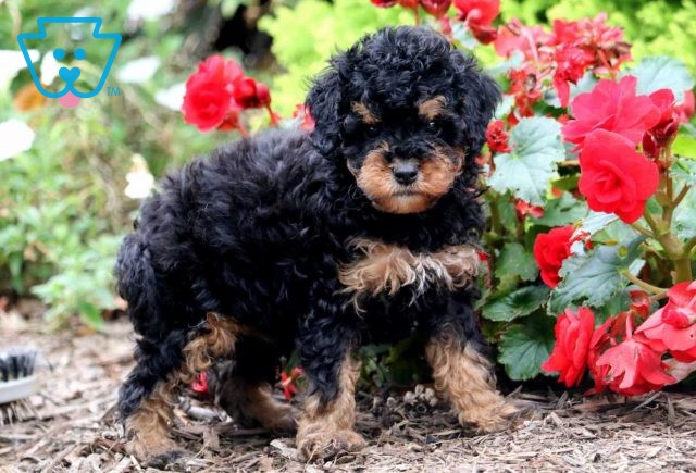 Mocha Mini Bernedoodle2