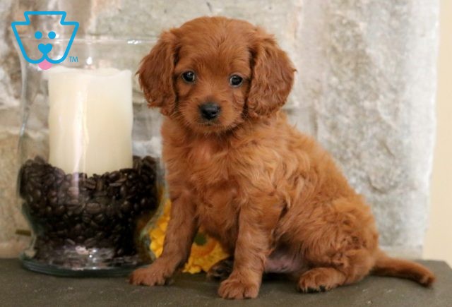 a cavapoo puppy for sale