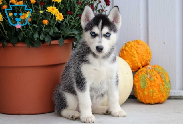 Muffin Husky