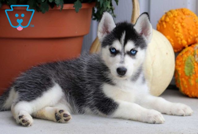 Muffin Husky2