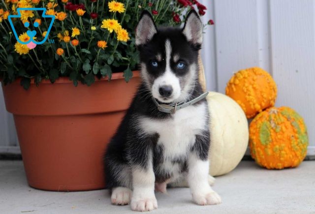 Munch Husky