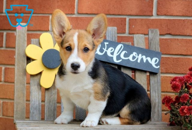 Nala Welsh Corgi 1-001