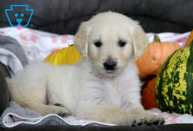 a golden retriever puppy for sale