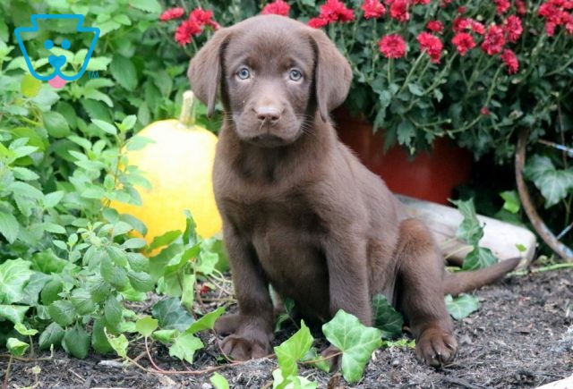 Patty Cakes Chocolate Lab 1-001