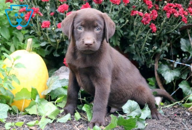 Pepsi Chocolate Lab 1-001