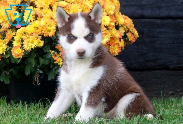 Puddles Husky