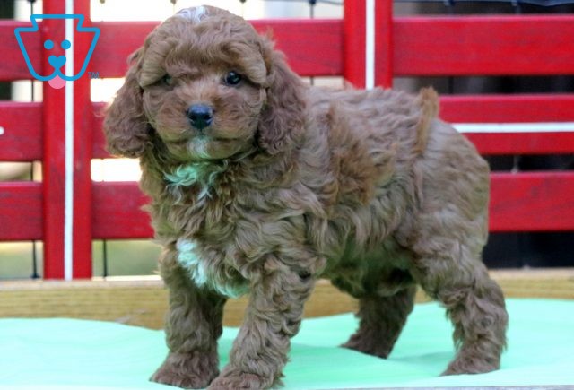 Rex Cavapoo