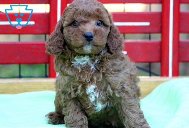 Rex Cavapoo2